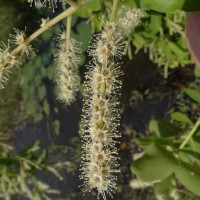 Terminalia arjuna (Roxb. ex DC.) Wight & Arn.